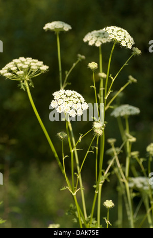 Seseli libanotis lune (carotte), blooming, Allemagne Banque D'Images