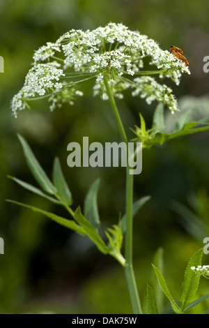 À l'eau (plus de panais Sium latifolium), blooming, Allemagne Banque D'Images