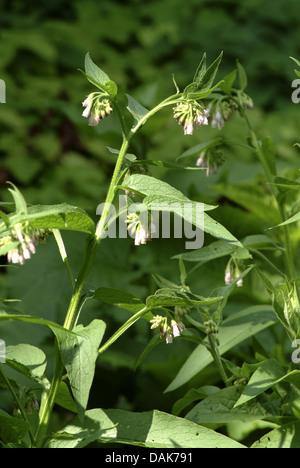 Fédération de consoude (Symphytum x uplandicum), avec une humble fleur abeille, Allemagne Banque D'Images