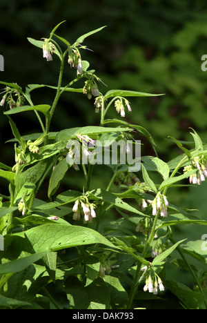 Fédération de consoude (Symphytum x uplandicum), avec une humble fleur abeille, Allemagne Banque D'Images