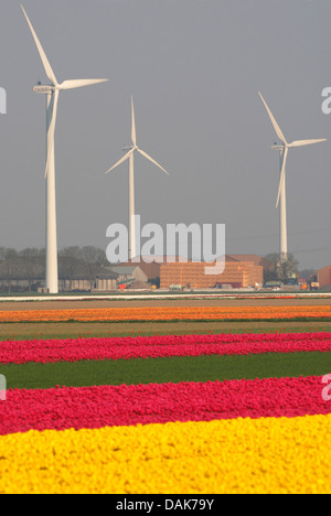 Champs de tulipes en fleurs en face d'éoliennes, Pays-Bas Banque D'Images