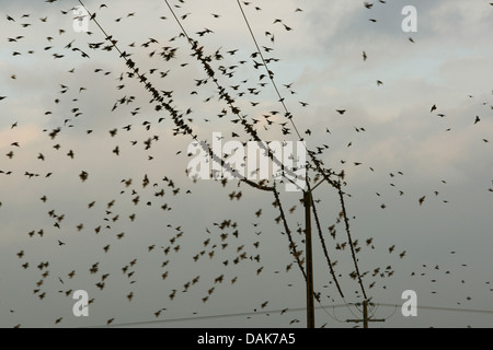 Étourneau sansonnet (Sturnus vulgaris), flying flock et starling sur une ligne électrique, Belgique Banque D'Images