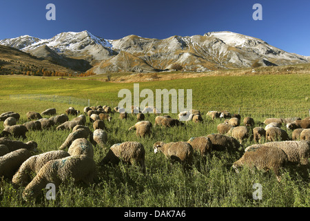 Le mouton domestique (Ovis ammon f. bélier), troupeau de moutons dans une prairie en face de montagnes couvertes de neige, France Banque D'Images