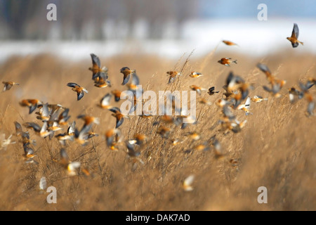 (Carduelis cannabina linnet, Acanthis cannabina), troupeau en vol, Belgique Banque D'Images