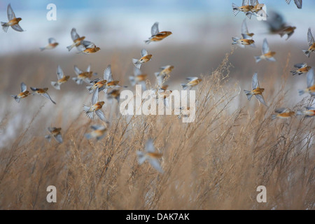 (Carduelis cannabina linnet, Acanthis cannabina), troupeau en vol, Belgique Banque D'Images