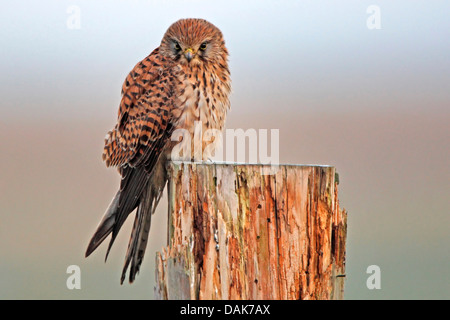 Faucon crécerelle (Falco tinnunculus), Sitting on tree snag, Pays-Bas Banque D'Images