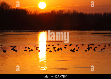 Fuligule morillon (Aythya fuligula), troupeau sur un lac au coucher du soleil, Belgique Banque D'Images