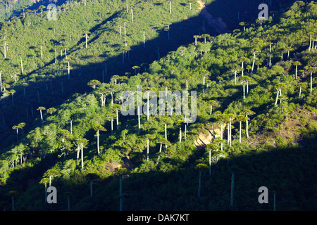 Pin du Chili (Araucaria araucana), la forêt de pins du Chili à la Sierra Nevada dans la lumière du matin, le Chili, la Patagonie, les Andes, le Parc National Conguillio Banque D'Images