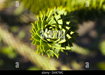 Pin du Chili (Araucaria araucana), de la direction générale, le Chili, la Patagonie, les Andes, le Parc National Conguillio Banque D'Images