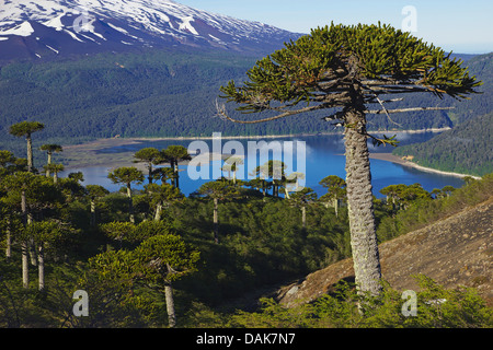 Pin du Chili (Araucaria araucana), chilien pines au Lago Conguillio volcan Llaima avec la lumière du matin, en vue de la Sierra Nevada, le Chili, la Patagonie, les Andes, le Parc National Conguillio Banque D'Images