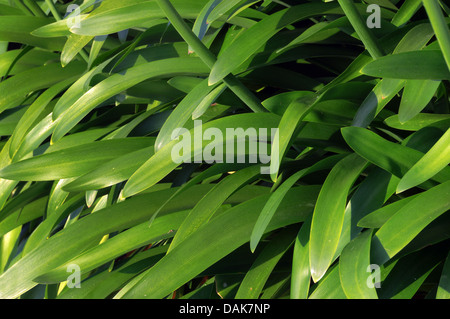 Contexte avec des plantes avec de longues feuilles vertes Banque D'Images