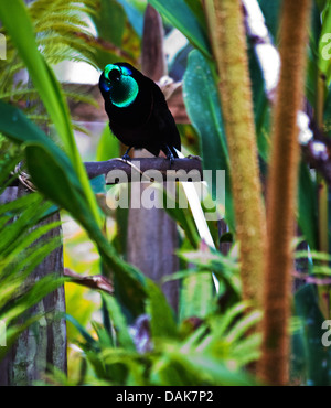 Mâle adulte à queue Ruban (Astrapia Astrapia mayeri), une espèce d'oiseau de paradis, Enga Province, Papouasie Nouvelle Guinée Banque D'Images