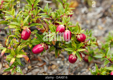 Prickly Heath (Pernettya mucronata, Gaultheria mucronata), la fructification, le Chili, la Patagonie, le Parc National Los Glaciares, El Chalten Banque D'Images