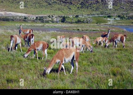 Guanaco (Lama guanicoe), l'élevage, le Chili, la Patagonie, le Parc National Torres del Paine, Amarga Banque D'Images