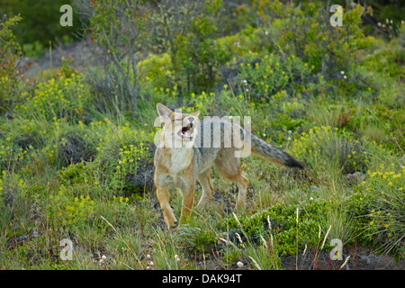 Colpeo, loup, Culpeo Culpeo zorro, renard, loup andine andine (dusicyon culpaeus, Pseudalopex culpaeus, Lycalopex culpaeus), snarling, Chili, Patagonie, Villa Castillo Banque D'Images