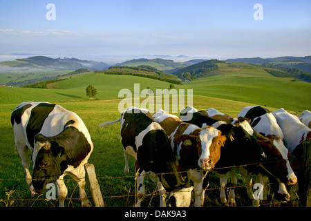 Les bovins domestiques (Bos primigenius f. taurus), troupeau de vaches au pâturage, l'Allemagne, en Rhénanie du Nord-Westphalie, Rhénanie-Palatinat Banque D'Images