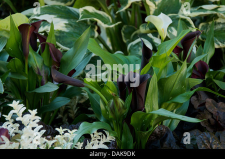 Des lis calla blanc et noir Banque D'Images