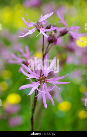 Campion, pré-ragged robin (Lychnis flos-cuculi, Silene flos-cuculi), l'inflorescence, l'Allemagne, en Rhénanie du Nord-Westphalie, Eifel Banque D'Images