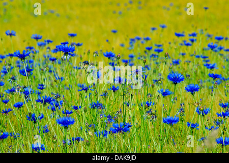 Bouton de baccalauréat, bleue, le bleuet (Centaurea cyanus), champ de bleuet, de l'Allemagne, en Rhénanie du Nord-Westphalie, Haut-sauerland Banque D'Images