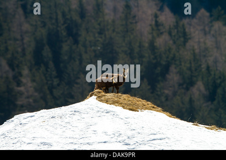 Chamois (Rupicapra rupicapra), femelle avec le faon sur une colline sans neige, Suisse, Valais, Gemmi Banque D'Images