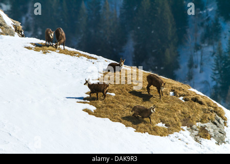 Chamois (Rupicapra rupicapra), groupe de chamois sur première knoll sans neige, Suisse, Valais, Gemmi Banque D'Images
