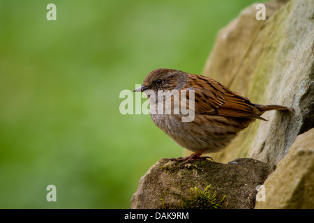 Nid (Prunella modularis), debout sur une pierre, Suisse, Sankt Gallen Banque D'Images