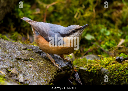 Sittelle torchepot (Sitta europaea), sur le sol de la forêt de pierre moussue, Suisse, Sankt Gallen Banque D'Images