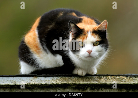 Chat domestique, le chat domestique (Felis silvestris catus. f), écaille de chats sur un mauer, Allemagne Banque D'Images