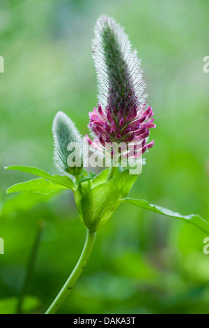 Trèfle rouge (Trifolium rubens), inflorescence en contre-jour, l'Allemagne, BG HD Banque D'Images