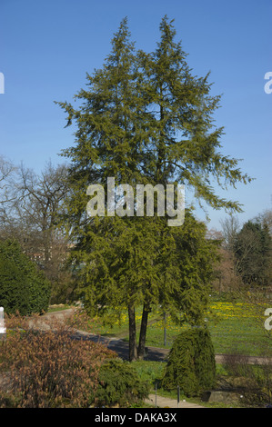 La pruche de l'épinette, la pruche (Tsuga canadensis), deux arbres debout dans un parc Banque D'Images