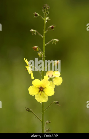 White moth molène (Verbascum blattaria), inflorescence, Allemagne Banque D'Images