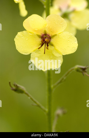 White moth molène (Verbascum blattaria), fleur, Allemagne Banque D'Images