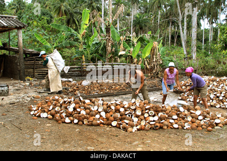 Cocotier (Cocos nucifera), fabrication de noix de coco sur Cuba, Cuba Banque D'Images