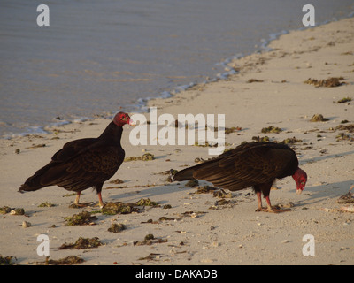 Urubu à tête rouge (Cathartes aura), l'urubu à deux sur la plage, Cuba Banque D'Images