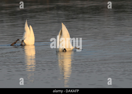 Mute swan (Cygnus olor), sur l'alimentation, de l'Allemagne, la Saxe, Syd Banque D'Images