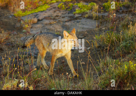 Colpeo, loup, Culpeo Culpeo zorro, renard, loup andine andine (dusicyon culpaeus, Pseudalopex culpaeus, Lycalopex culpaeus), tôt le matin , Au Chili, en Patagonie, la Villa Castillo Banque D'Images