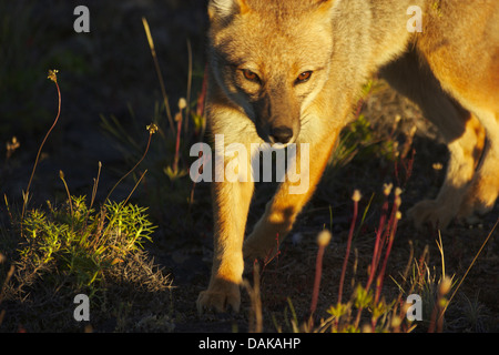 Colpeo, loup, Culpeo Culpeo zorro, renard, loup andine andine (dusicyon culpaeus, Pseudalopex culpaeus, Lycalopex culpaeus), tôt le matin , Au Chili, en Patagonie, la Villa Castillo Banque D'Images