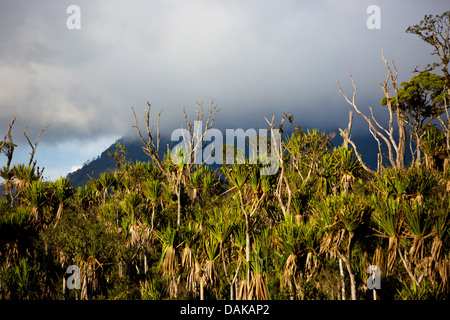 Forêt de montagne dans les hautes terres de la Papouasie-Nouvelle-Guinée Banque D'Images