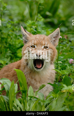 Le lynx eurasien (Lynx lynx), les jeunes lynx, Allemagne Banque D'Images