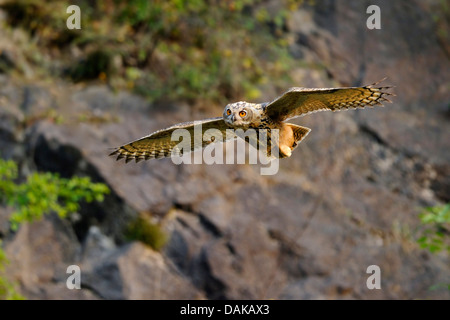 Le nord du grand-duc (Bubo bubo), battant en face d'un mur de pierre dans la lumière du soir, Allemagne Banque D'Images