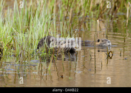 Ragondin, le ragondin (Myocastor coypus), deux nutrias nageant à travers l'anche, Allemagne, Rhénanie du Nord-Westphalie Banque D'Images
