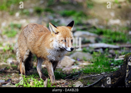 Le renard roux (Vulpes vulpes), marche à pied, l'Allemagne, Rhénanie du Nord-Westphalie Banque D'Images