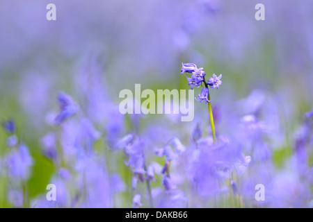 Bluebell atlantique (Hyacinthoides non-scripta, Endymion non-scriptus, Scilla non-scripta), seule l'inflorescence, Pays-Bas, Texel Banque D'Images