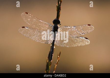 Sympetrum noir (Sympetrum danae), homme avec la rosée du matin, Pays-Bas Banque D'Images