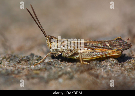 Pré commun (sauterelle Chorthippus parallelus), sur le terrain, en Belgique Banque D'Images