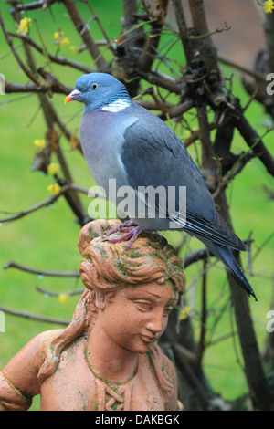 Pigeon ramier (Columba palumbus), assis sur un jardin de sculpture, Allemagne Banque D'Images