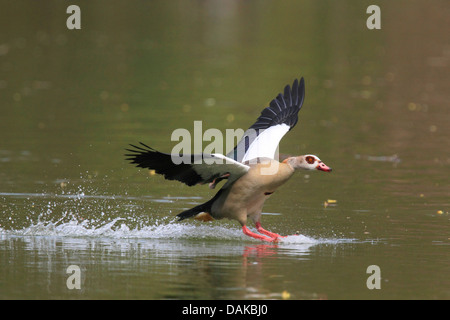 Egyptian goose (Alopochen aegyptiacus), l'atterrissage sur un étang, Allemagne Banque D'Images