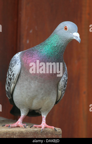 Pigeon domestique (Columba livia domestica) f., debout sur une planche en bois, Allemagne Banque D'Images