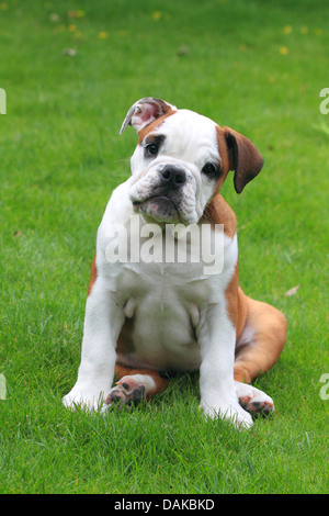 American Bulldog (Canis lupus f. familiaris), jeune bulldog assis sur pelouse, Allemagne Banque D'Images