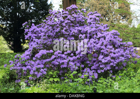 Rhododendron (Rhododendron spec.), violet Floraison rhododendron, Allemagne Banque D'Images